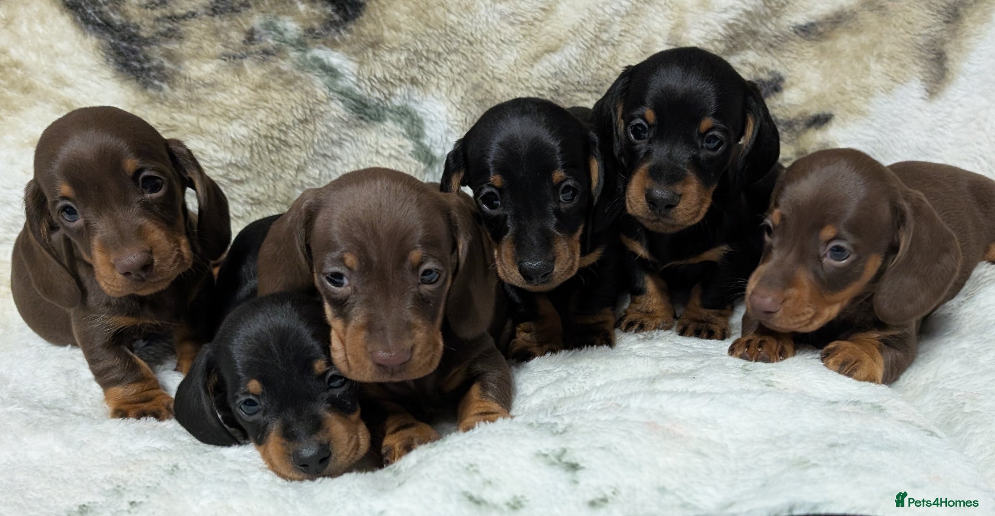 Miniature Dachshund dogs Quality KC/ PRA clear Miniature Dachshund puppies  - Advert 1