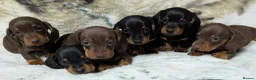 Miniature Dachshund dogs for sale: Quality KC/ PRA clear Miniature Dachshund puppies  - Advert 4