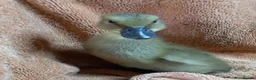 Ducks poultry for sale: Mixed Ducklings for Sale - Advert 11