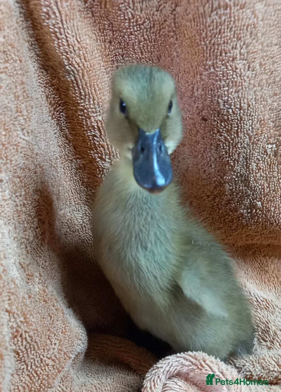Ducks poultry for sale: Mixed Ducklings for Sale - Advert 11