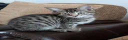 Bengal cats for sale: Playful and Friendly Bengal kittens - Advert 24