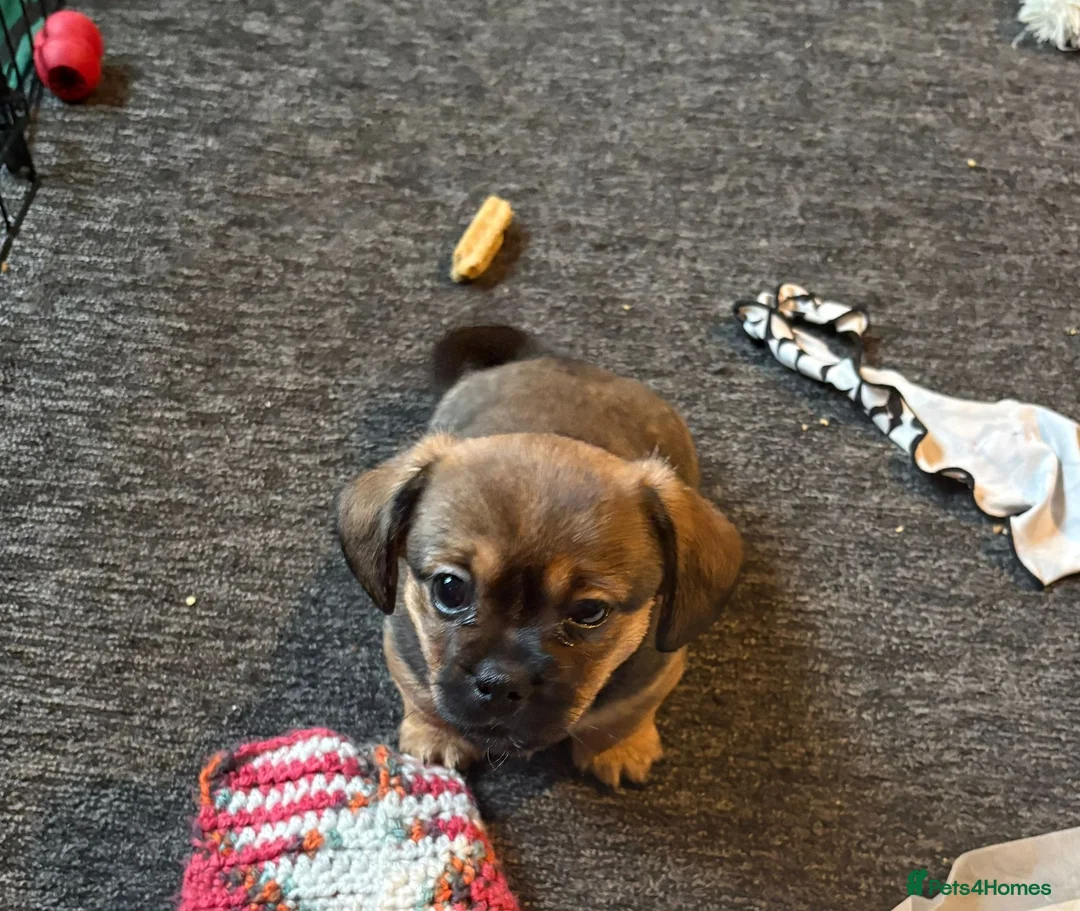 Mixed Breed dogs for sale: Dachshund x Pekingese puppy  - Advert 3