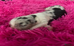 Australian Shepherd dogs for sale: Beautiful Australian Shepherd KC registration🥰 - Image 14