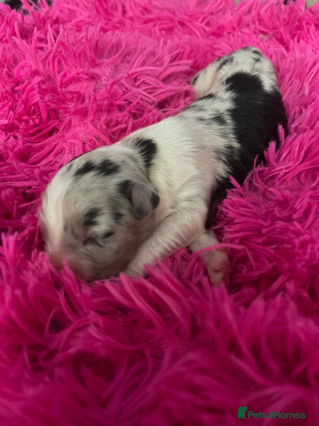 Australian Shepherd dogs for sale: Beautiful Australian Shepherd KC registration🥰 - Image 14