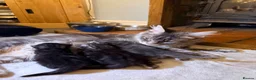 Maine Coon cats for sale: Tilly - 1.5 yr old Maine coon - Advert 5
