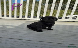 Mixed Breed dogs for sale: Vizsla/rottweiler - Image 9