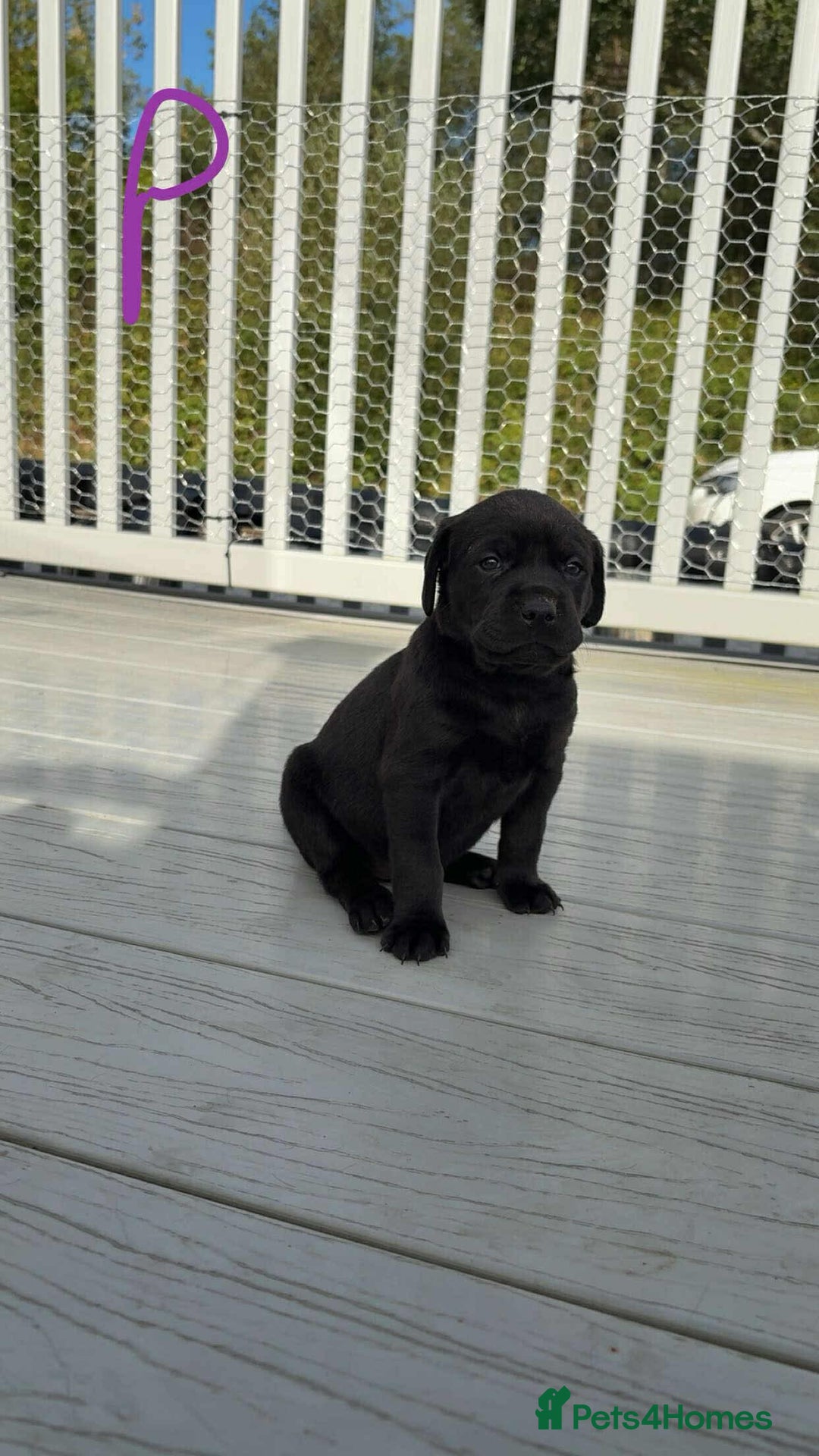 Mixed Breed dogs for sale: Vizsla/rottweiler - Image 9
