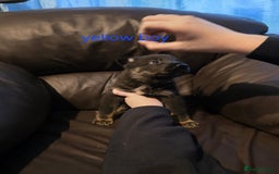 Shepsky dogs for sale: Shepski pups - Advert 3