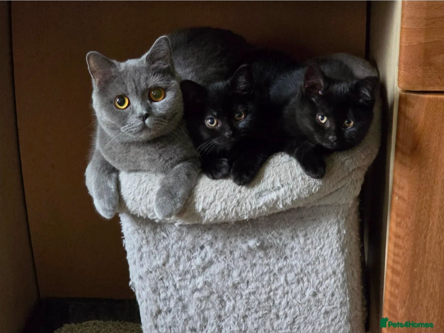 British Shorthair cats for sale: British Shorthair mix with Bombay cat - Advert 1
