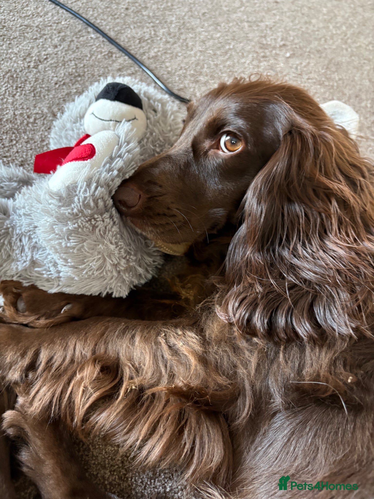 Cocker Spaniel dogs Spayed Female Cocker Spaniel - Advert 5