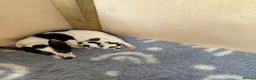 Jack Russell dogs for sale: Beautiful mini jack Russel girl left   - Advert 8