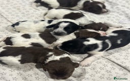 Sprocker dogs for sale: Beautiful sprockers  - Image 18