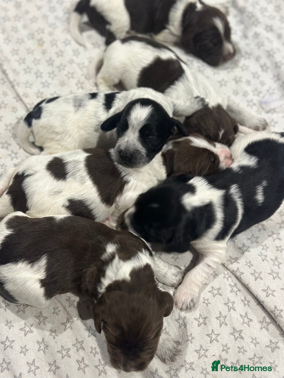 Sprocker dogs for sale: Beautiful sprockers  - Image 18