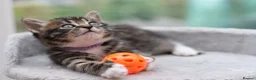 Mixed Breed cats for sale: Tabby Kittens Ready Soon - Advert 8