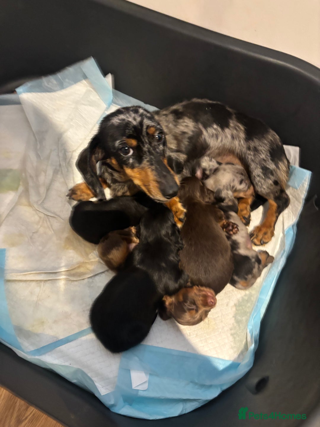 Miniature Dachshund dogs for sale: Beautiful miniature dachshund puppies  - Image 35