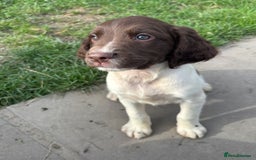 English Springer Spaniel dogs for sale: Springer Spaniel Puppies  - Image 7
