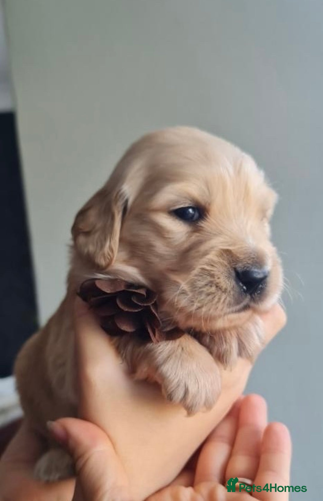 Golden Retriever dogs for stud: Kobe - KC Registered Golden Retriever Stud  - Advert 5