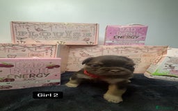 French Bulldog dogs for sale: Fluffy Frenchies. All carry pink  - Advert 2
