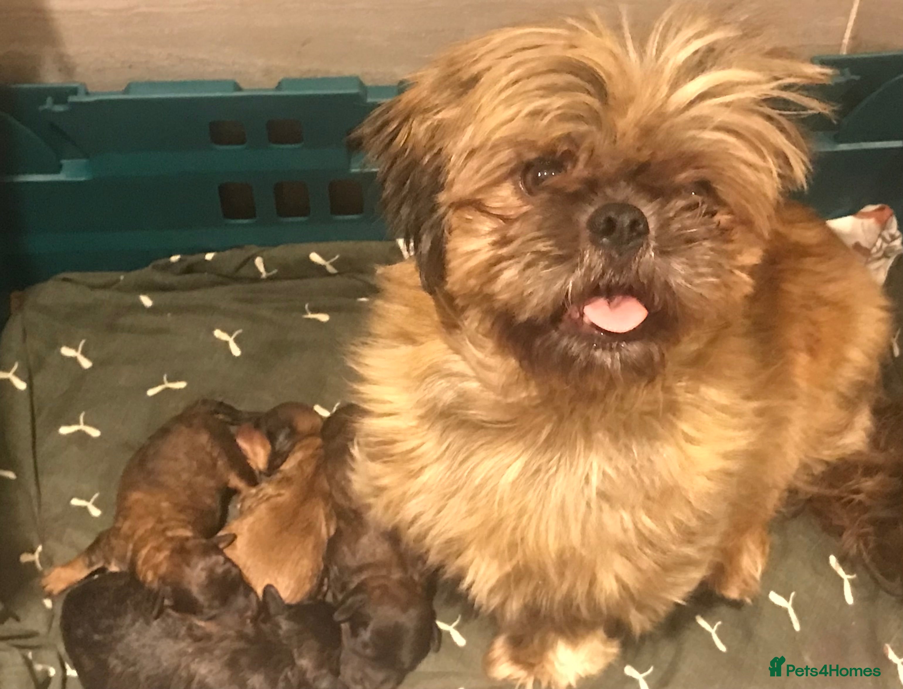 Shihpoo dogs WAITING LIST Toy Shihpoo puppies  - Advert 16