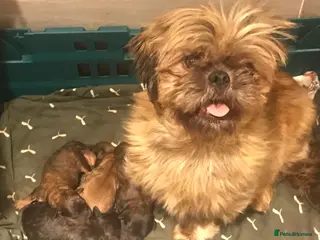 Shihpoo dogs WAITING LIST Toy Shihpoo puppies - Advert 16