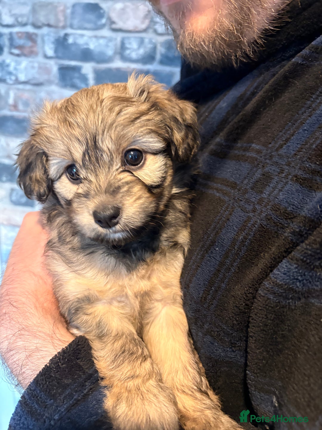 Mixed Breed dogs for sale: Cockapoo cross Pomeranian puppies for sale - Advert 13