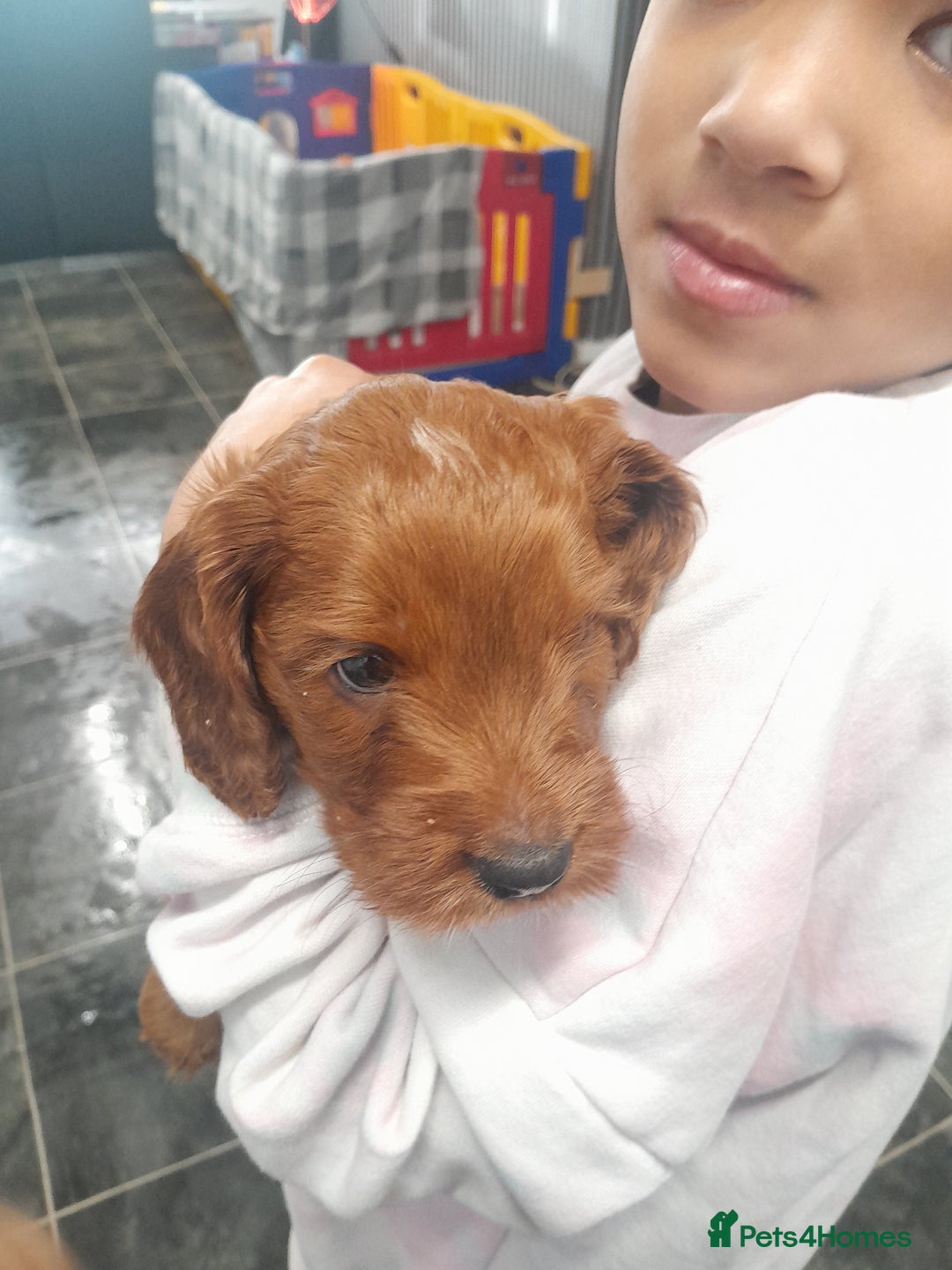 Cockapoo dogs for sale: Cockerpoo boys  - Advert 2