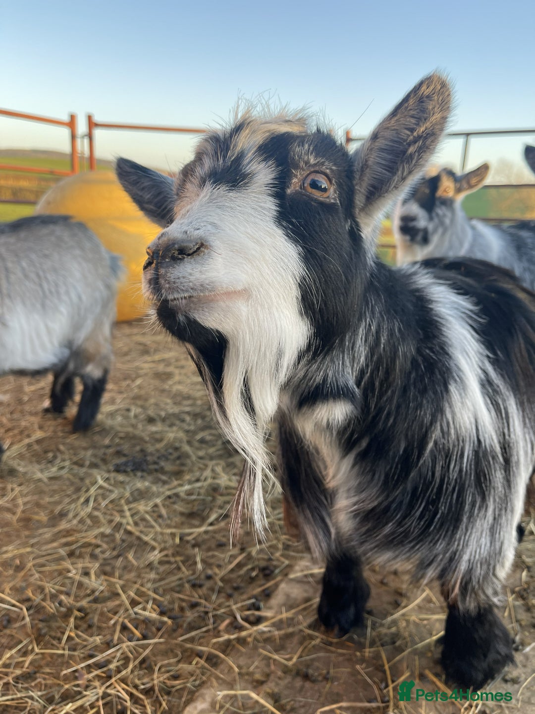 Goats livestock for sale: 4 Pygmy Goats for Sale – - Advert 5