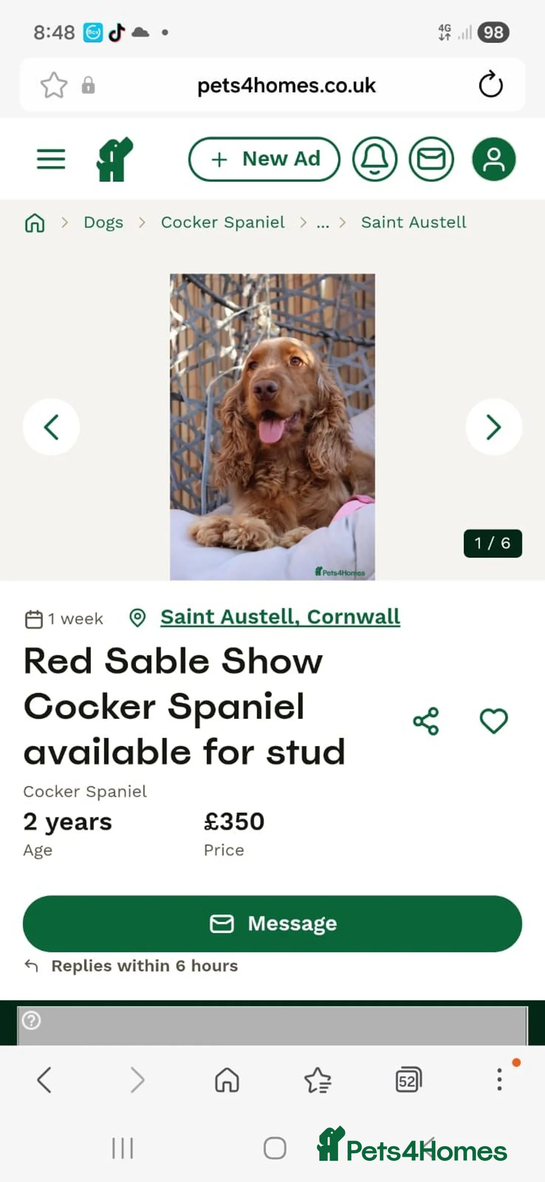 Cocker Spaniel dogs for sale: Cocker Spaniel Puppies in Liskeard - Advert 5