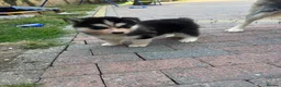 Siberian Husky dogs for sale: Puppies ready to go in London - Advert 18
