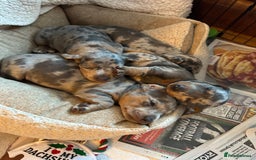 Miniature Dachshund dogs for sale: Mini dachshund puppies 6 weeks - Advert 7