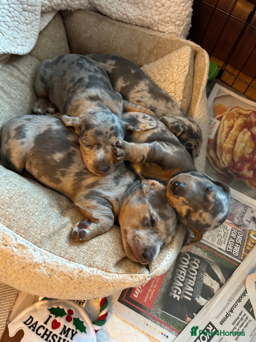 Miniature Dachshund dogs for sale: Mini dachshund puppies 6 weeks - Advert 7