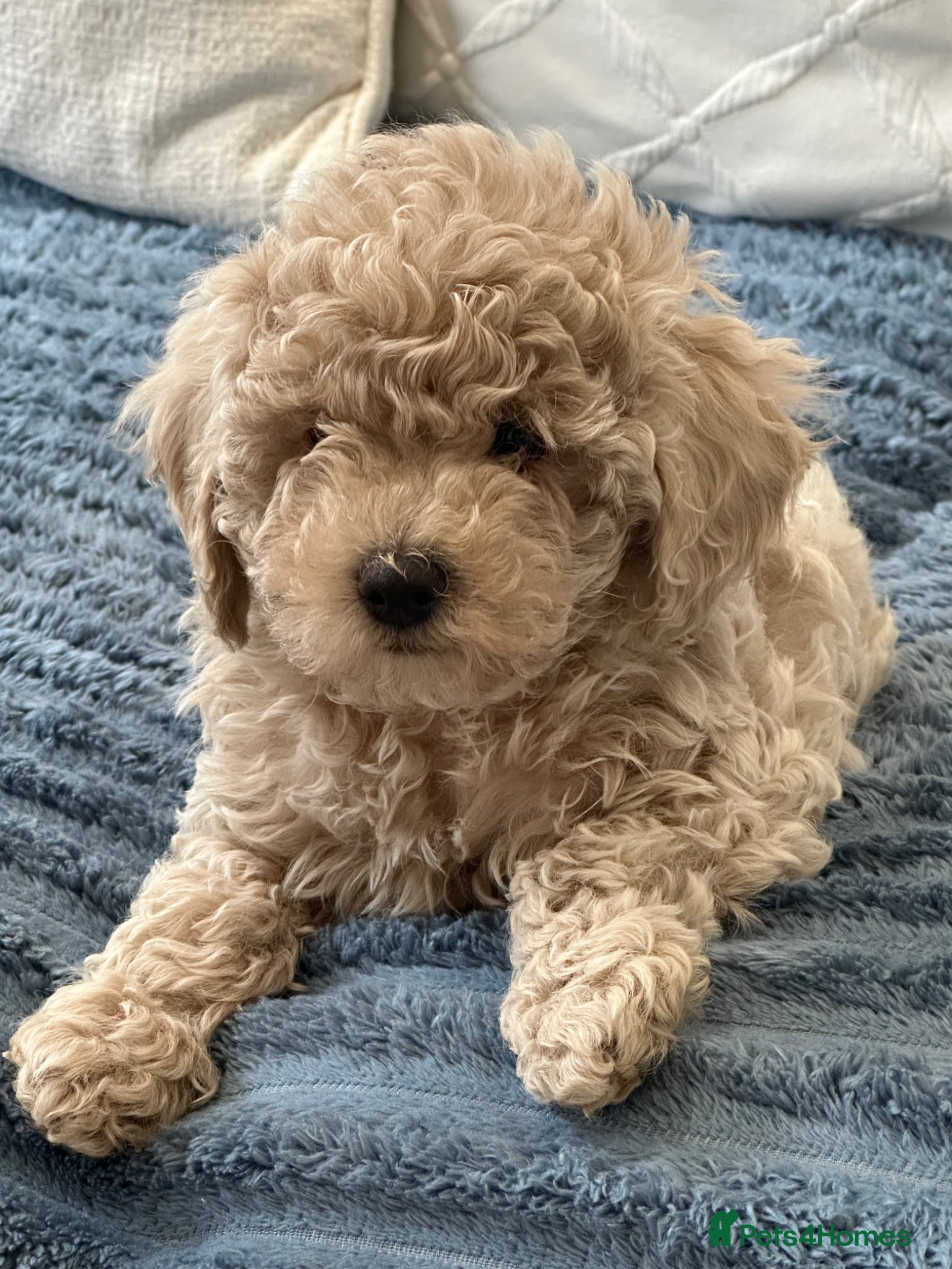 Maltipoo dogs 🐶 Beautiful Maltipoo Boys Available 🐶 - Advert 9