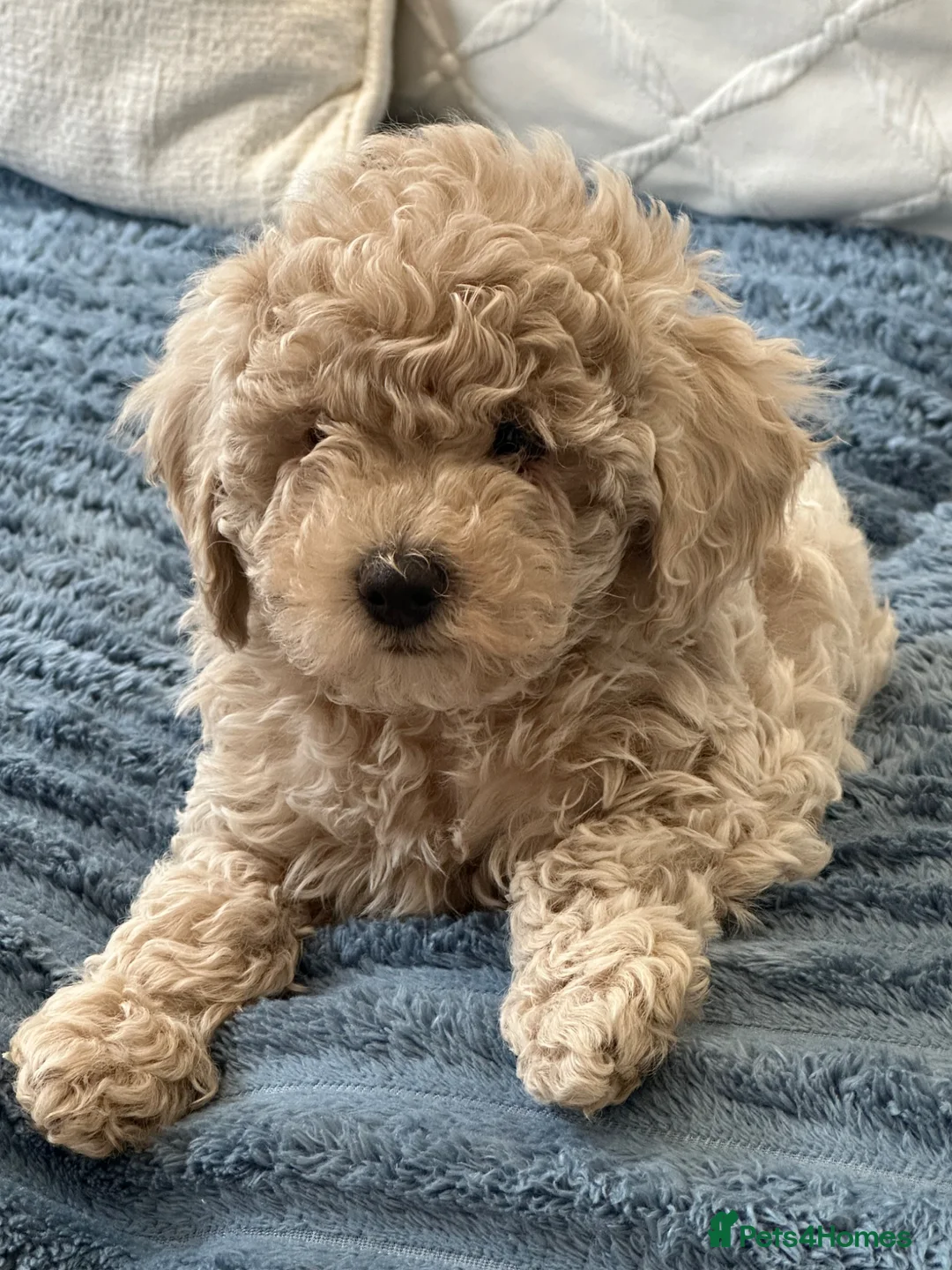 Maltipoo dogs for sale: 🐶 Beautiful Maltipoo Boys Available 🐶 - Advert 1