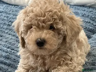 Maltipoo dogs 🐶 Beautiful Maltipoo Boys Available 🐶 - Advert 1
