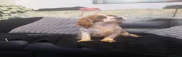 Cavalier King Charles Spaniel dogs for sale: Kc dna clear cavalier adult  - Advert 9