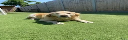 Golden Retriever dogs for sale: Beautiful Golden Retriever - Forever Home 🏡  - Advert 3