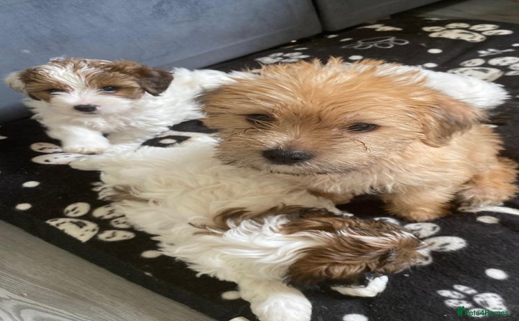 Mixed Breed dogs - Advert 5