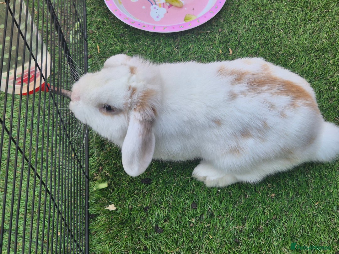 English Lop rabbits for sale: Stunning boy looking for a home  in Warlingham - Image 4