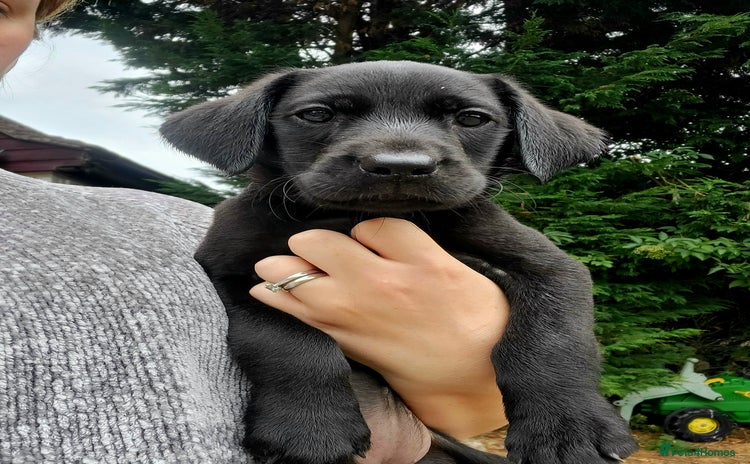 Labrador Retriever dogs in Much Wenlock - Advert 5