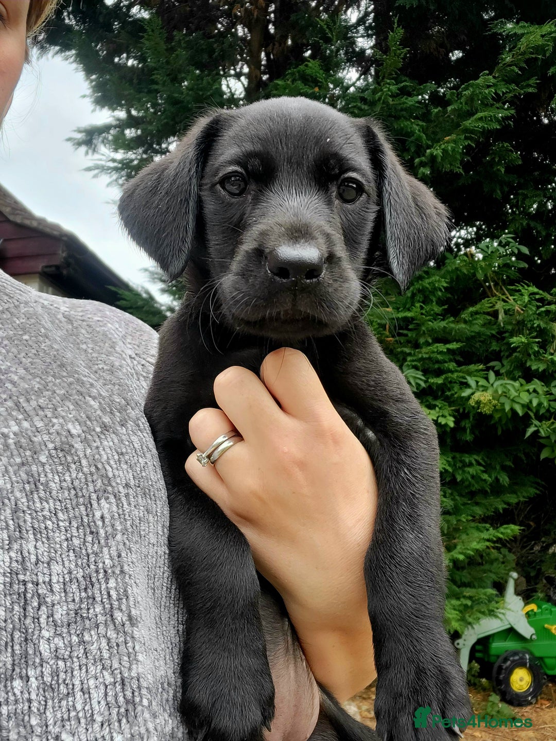 Labrador Retriever dogs for sale: Kc labrador puppies in Much Wenlock - Image 1