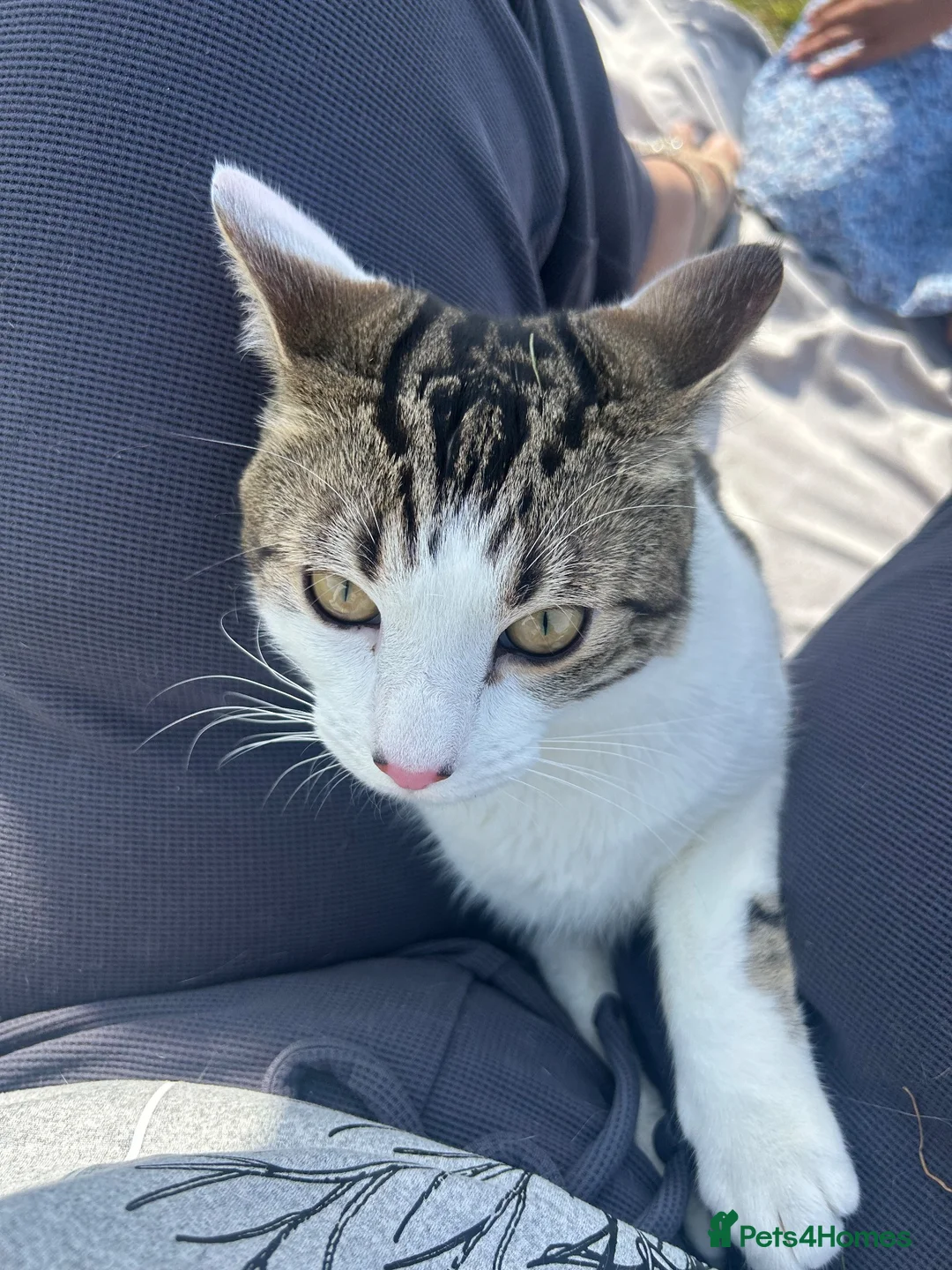 Domestic Shorthair cats for sale: Domestic short hair male cat in Huntingdon - Advert 3