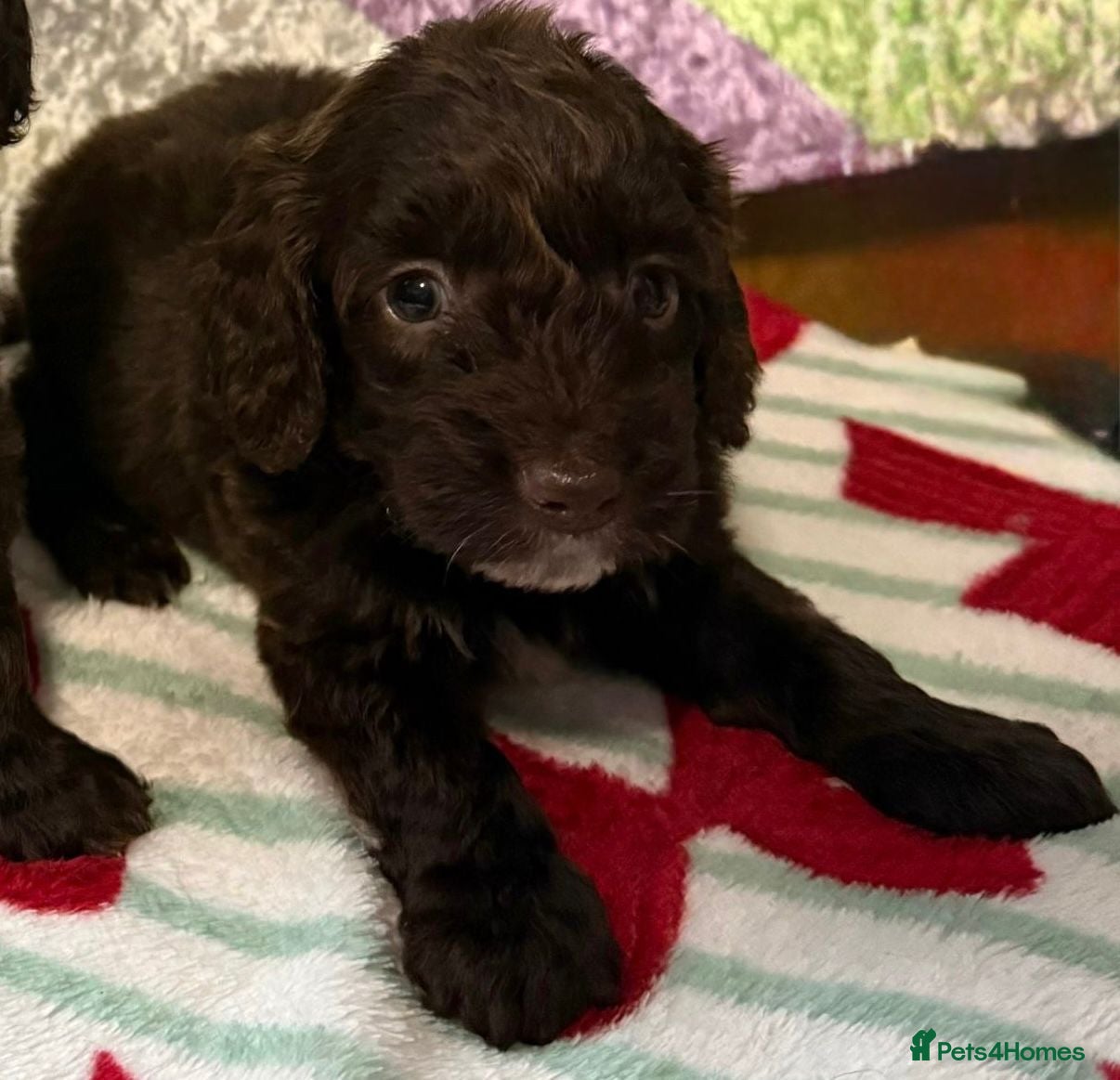 Cockapoo dogs F1 mini cockapoos 30  dna health tested  - Advert 9