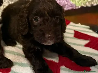 Cockapoo dogs F1 mini cockapoos 30 dna health tested - Advert 9