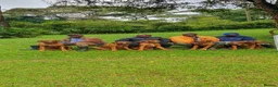 Rhodesian Ridgeback dogs for stud: ORIGINAL KC IMPORTED STUD FROM AFRICA  - Advert 9