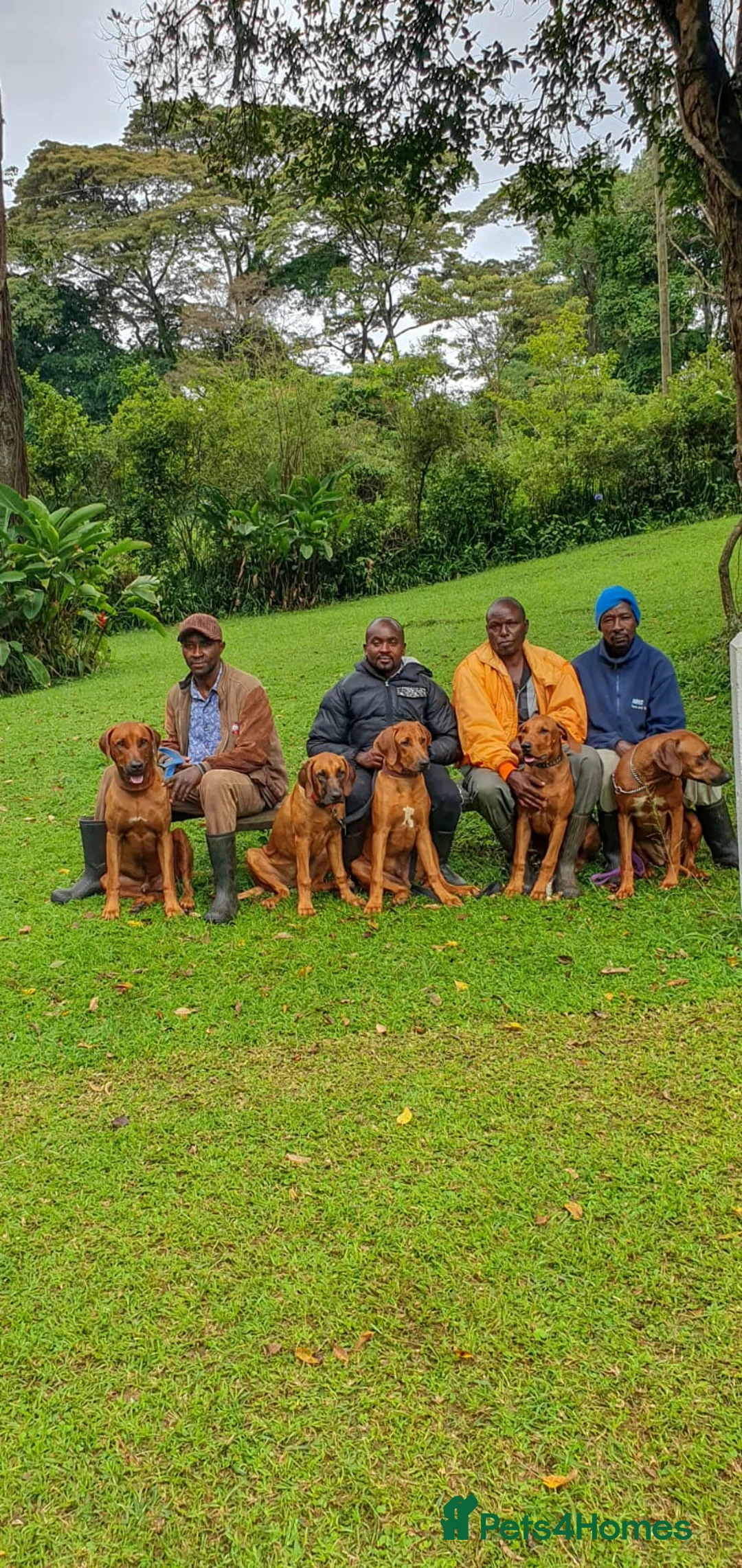 Rhodesian Ridgeback dogs for stud: ORIGINAL KC IMPORTED STUD FROM AFRICA  - Advert 9