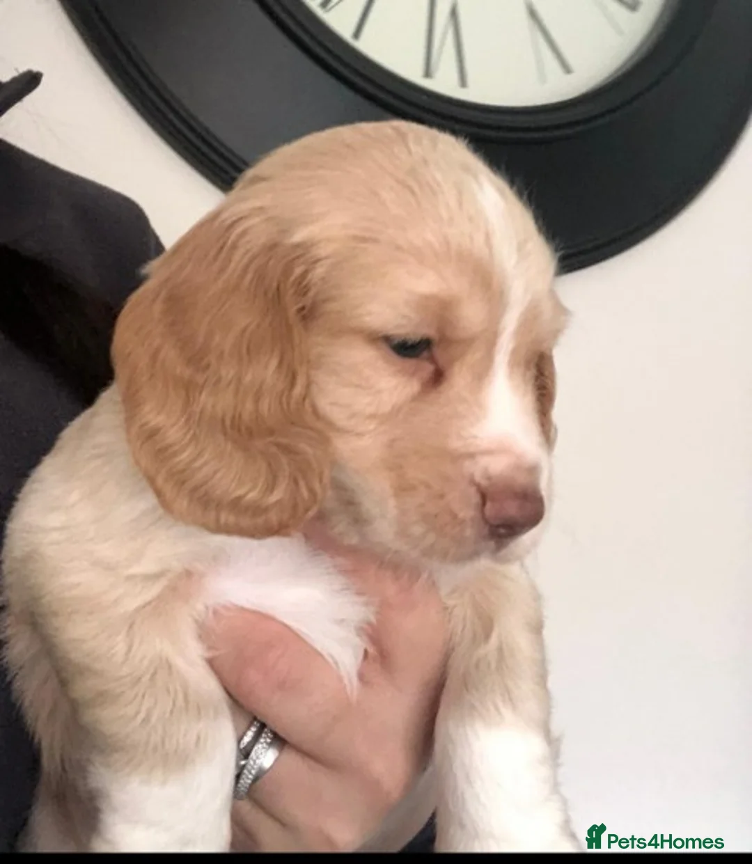 Cocker Spaniel dogs for stud: KC  health tested working cocker spaniel at stud in Malton - Advert 15