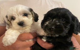 Mixed Breed dogs for sale: Cockapoo x Maltese (Maltipoo) - Image 13