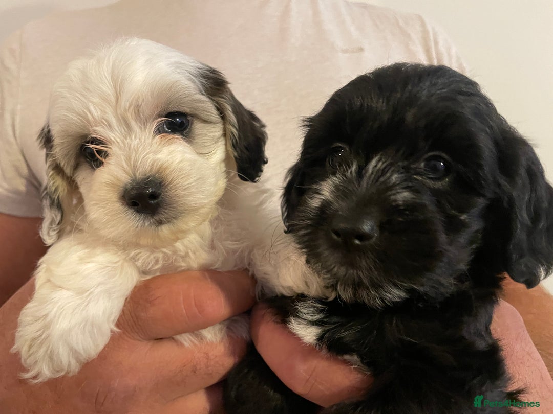 Mixed Breed dogs for sale: Cockapoo x Maltese (Maltipoo) - Image 13
