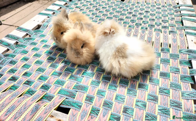 Lionhead rabbits - Advert 4