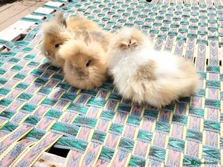 Lionhead rabbits - Advert 17